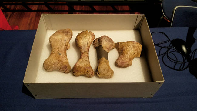 Caja con algunos de los fósiles originales de Aragosaurus ischiaticus recientemente descubiertos en Galve (Teruel). En concreto, cuatro metatarsos de una extremidad posterior (foto: Alicia Gómez).