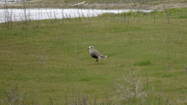 Avefría social (Vanellus gregarius) localizada en la comarca de La Moraña (Ávila) el pasado mes de marzo.