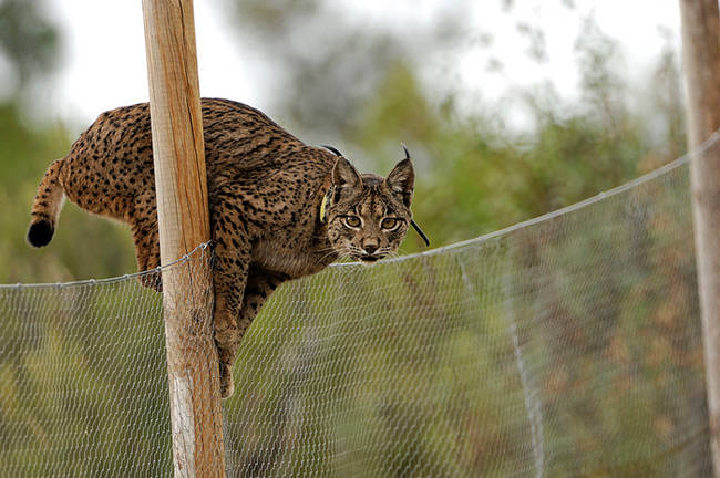 Una hembra adulta de lince ibérico, con un collar emisor, en el momento de acceder a un cercado de alimentación suplementaria del Parque Natural Sierra de Andújar (Jaén), en el año 2010 (foto: Jesús Rodríguez Osorio).