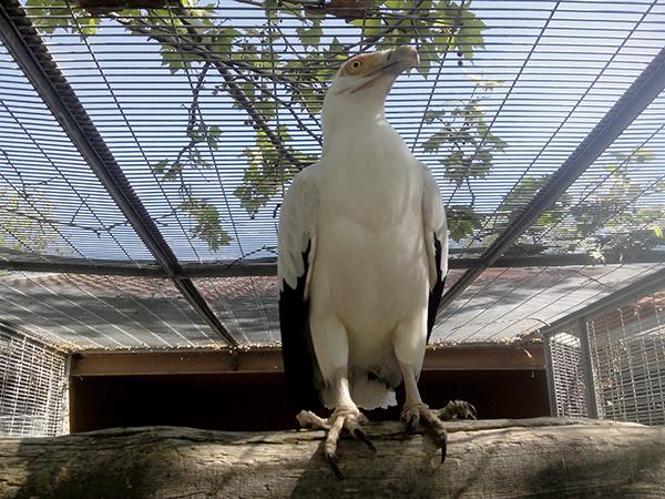 Un buitre palmero (Gypohierax angolensis) en uno de los recintos del centro de rescate del FIEB para especies afectadas por el contrabando internacional (foto: FIEB).