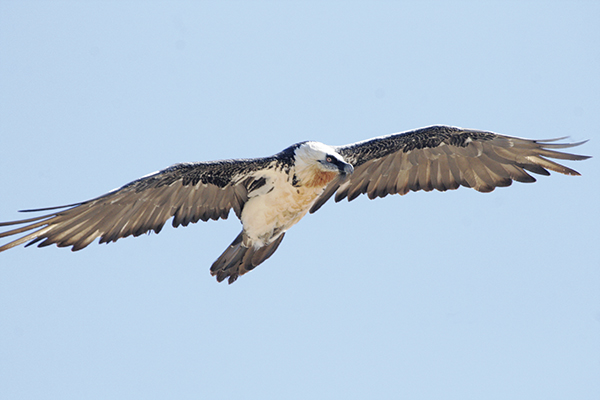 El quebrantahuesos ‘Tono’ en vuelo. Bautizado así en honor de José Antonio Valverde, este macho forma parte de la pareja que ha logrado reproducirse con éxito en 2015 en Cazorla (Jaén). Foto: Fundación Gypaetus.