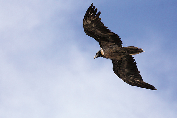 La hembra ‘Vera’, nacida en 2013, en vuelo. A pesar de su juventud, este quebrantahuesos reintroducido en Cazorla se ha establecido en un área muy concreta (foto: Jesús Bautista).