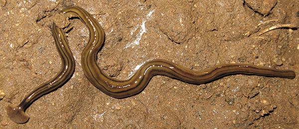 Visión dorsal de Bipalium kewense, una planaria terrestre procedente de Vietnam y Camboya e introducida en España (foto: Eduardo Mateos).