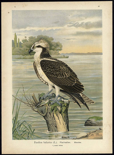 Lámina de águila pescadora de E. de Maes, extraído de la obra ‘Naturgeschichte der Vogel Mitteleuropas”, de Johann Friedrich Naumann.