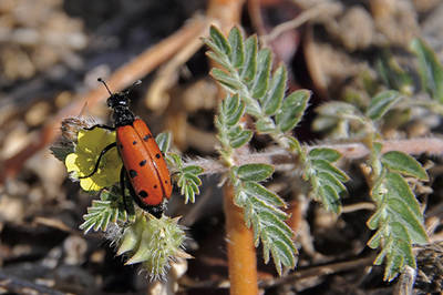 Las flores del abrojo son de pequeño tamaño, pero muy llamativas, y atraen a multitud de insectos polinizadores