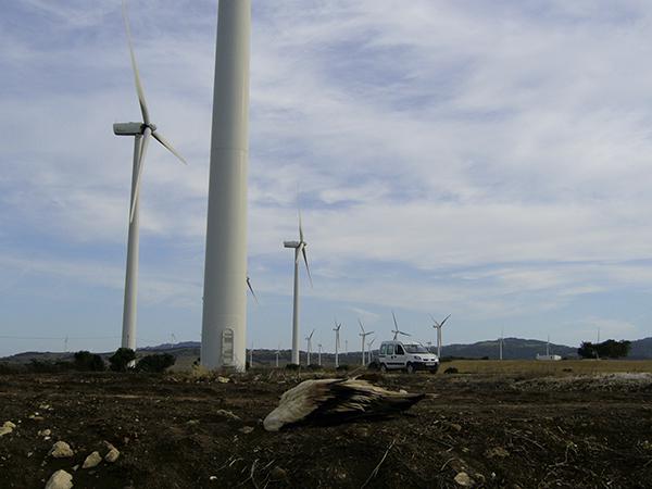 Alimoche muerto por colisión contra un aerogenerador de la zona de Tarifa (Cádiz). Foto: EBD.