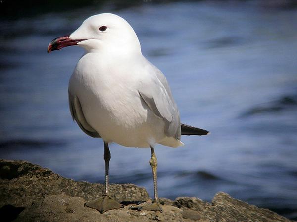 Ejemplar adulto de gaviota de Audouin (foto: Generalitat Valenciana)