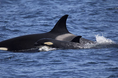 Hembra de orca acompañada por su cría en el estrecho de Gibraltar (foto: Circe).