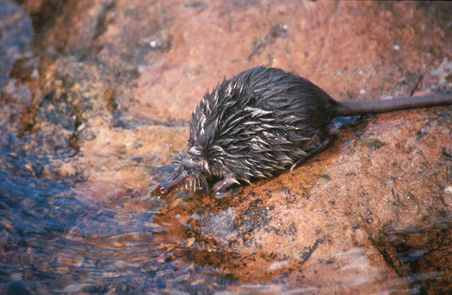 El desmán ibérico es una de las especies emblemáticas de los ríos de montaña cantábricos (foto: Pedro García- Rovés).