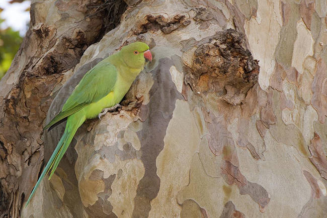 A la derecha, ejemplar de Cotorra de Kramer posado en el tronco de un árbol (foto: Carlos Molina).