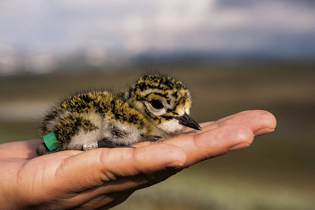 Pollo de chorlito dorado recién anillado en Suecia por ornitólogos españoles. El ave porta una anilla metálica identificativa y una anilla verde de PVC para su detección a distancia (foto: Ugo Mellone, www.wildphoto.it).