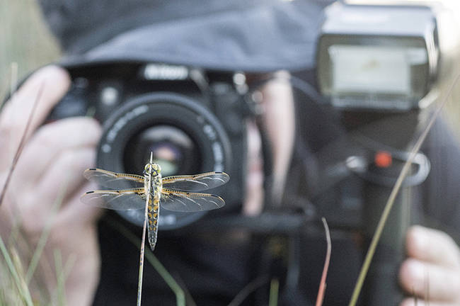 Damián Porto, uno de los autores del artículo, fotografía un ejemplar de Libellula quadrimaculata en uno de sus hábitats predilectos.