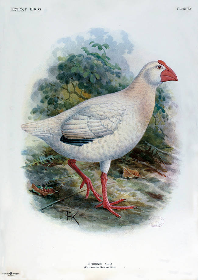 Litografía de un calamón blanco, de John G. Keulemans, para el libro Extinct birds de Lord Rothschild (1907).