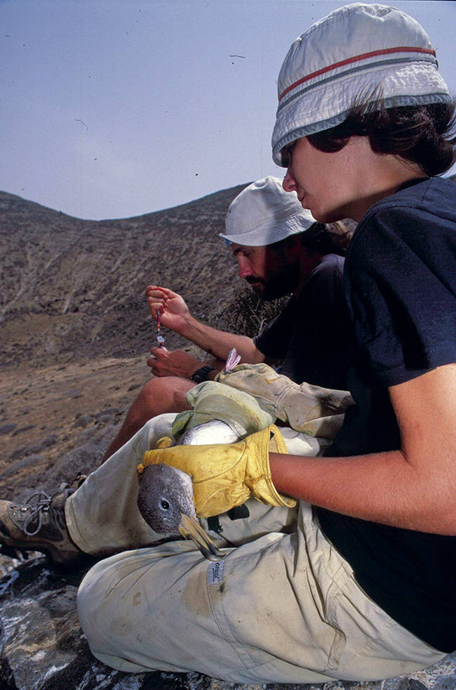 Investigadores toman muestras a un ejemplar de pardela cenicienta del Átlántico (Calonectris borealis) en Canarias (foto: Jacob González-Solís).