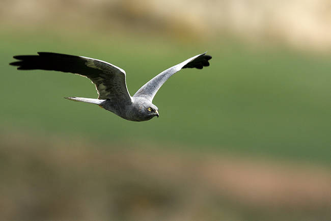 Macho adulto de aguilucho cenizo en vuelo. Esta rapaz, que nidifica en el suelo, ha sido una de las especies más afectadas por el adelanto en 2015 de la recogida de la cosecha cerealista (foto: Eduardo Ruiz Baltanás).