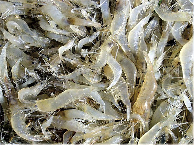 Camarones blancos y orientales pescados por un angulero en el estuario del Guadalquivir (foto: Manuel Sánchez Ruíz).