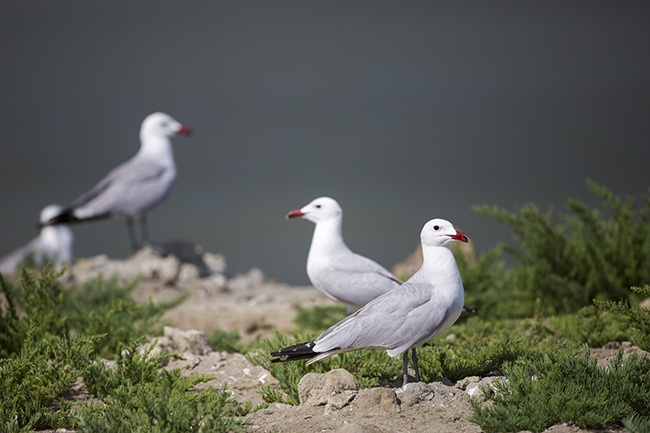 Algunas de las gaviotas de Audouin que han formado una reciente colonia en las salinas de Sant Antoni (foto: Mariano Cebolla).