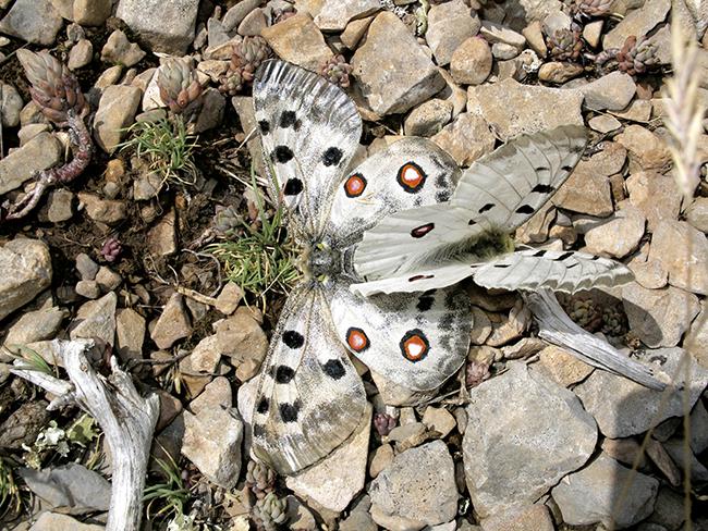 Cópula de Parnassius apollo fotografiada en el monte de Castelfrío, en la provincia de Teruel (foto: Ángel Marco).