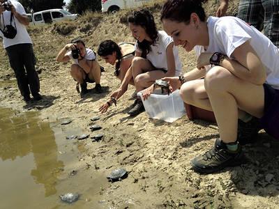 Momento de la suelta de los galápagos europeos en una charca del Parque Regional de la Cuenca Alta del Manzanares (foto: Grefa).