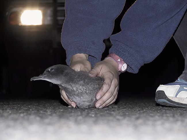 Momento en el que un pollo de pardela de Tasmania desorientado por la contaminación lumínica es rescatado en una carretera de Phillip Island (Australia). Foto: Graeme Burgan.