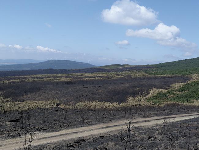 Zona alta del incendio, con la mayor parte del bosque y hábitat urogallero calcinado por las llamas (foto: Luis Robles).