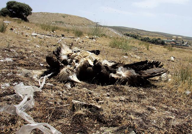 Uno de los buitres negros que han aparecido muertos en las cercanías del CTR Ávila Norte (foto: Colectivo Azálvaro).