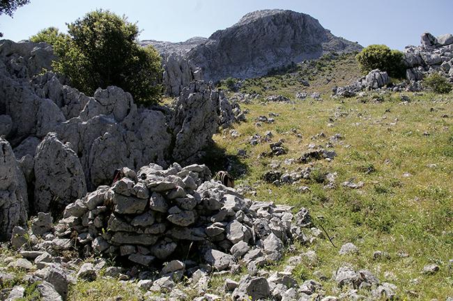 Trampa para lobos o percha lobera recientemente descubierta en la sierra de Grazalema (Cádiz).