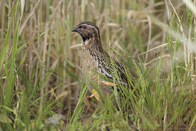 Codorniz común en un sembrado (foto: Domingo Rivera).