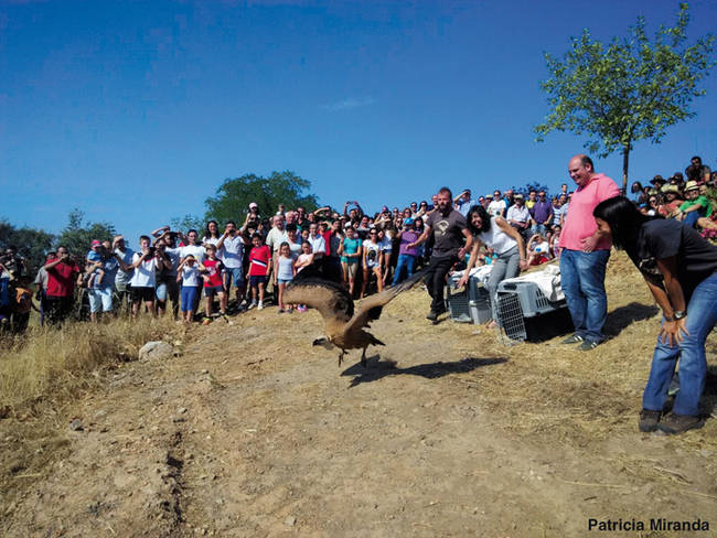 Suelta de un buitre leonado en las Dehesas del Suroeste de Badajoz, para celebrar el Día Internacional de los Buitres (foto: Patricia Miranda).
