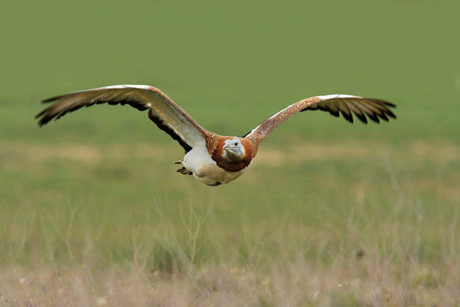 Macho de avutarda en vuelo rasante (foto: Eduardo Ruiz Baltanás).