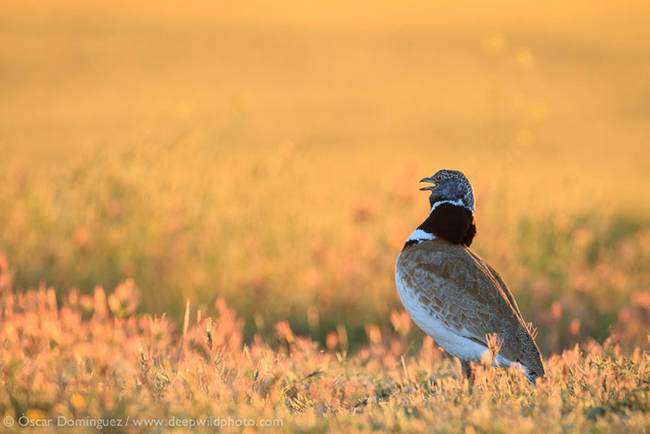 Macho de sisón cantando al atardecer en el secano de Bellmunt (foto: Oscar Domínguez).