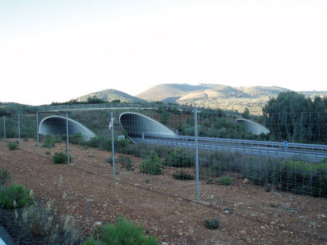 Paso de fauna elevado realizado ex profeso en la autovía A-66 (Ruta de la Plata), a su paso por Cañaveral (Cáceres). Foto: Antonio Saénz de Santa María.