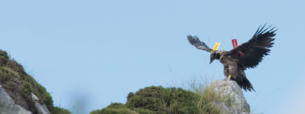 Quebrantina, ejemplar liberado en Picos de Europa el pasado 1 de agosto, ejercita sus alas sobre una roca (foto: Javier Gil / FCQ).