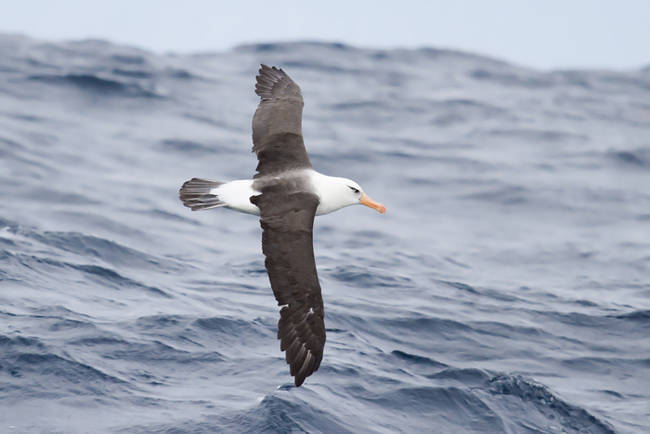 Albatros ojeroso (Diomedea melanophris) en vuelo sobre aguas marinas cercanas a la isla australiana de Tasmania (foto: JJ Harrison / Wikicommons).