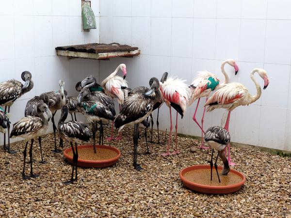 Grupo de flamencos adultos y jóvenes, en fase de rehabilitación en el Centro de Recuperación de Fauna Silvestre de Albacete (foto: Juan Picazo).