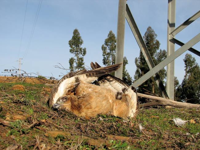 Joven de águila perdicera electrocutada y hallada bajo un tendido eléctrico en la comarca del Andévalo (Huelva). Foto: Justo Martín e Íñigo Fajardo.