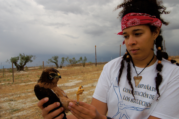 Una voluntaria sostiene a un pollo de aguilucho cenizo rescatado en una zona agrícola madrileña con nidos de esta especie (foto: GREFA).