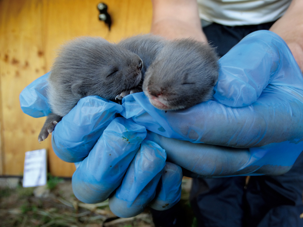 Dos de las crías de visón europeo nacidas en las instalaciones de FIEB (foto: Fundación FIEB).
