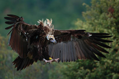 Un buitre negro con anilla de PVC de lectura a distancia se dispone a posarse en el muladar habilitado por la International Birdwatching Association (IBA) en Valdemaqueda (Madrid). Foto: Antonio Liébana.