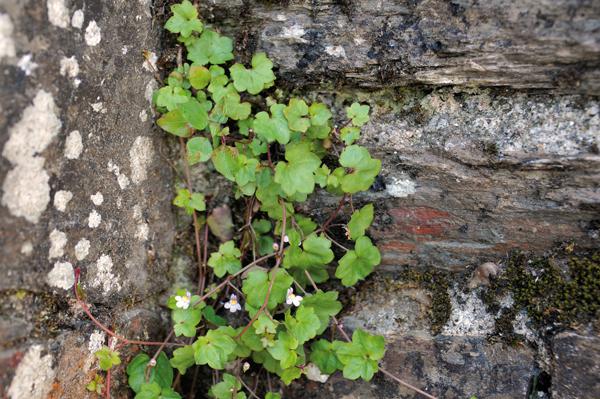 La palomilla de muro es una planta rupícola que tiende a asentarse en grietas y rendijas de edificios históricos.