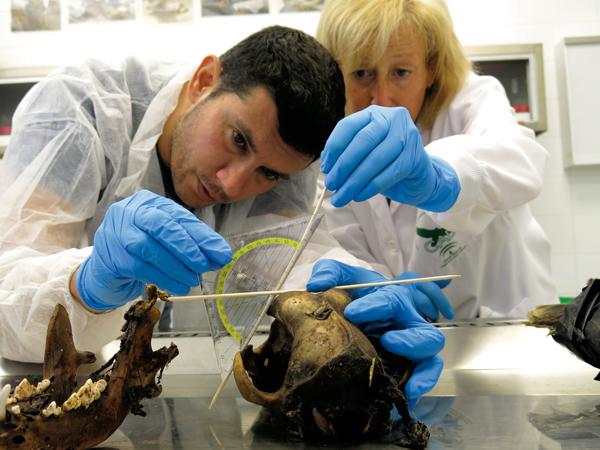 Antonio Ruiz García e Irene Zorrilla, dos de los autores, realizan pruebas forenses al cadáver de un carnívoro envenenado (foto: CAD / Junta de Andalucía).