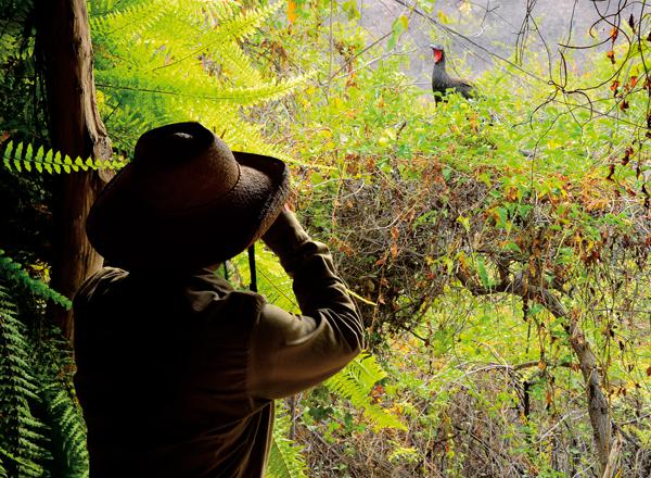 Iván Vallejos, guardaparque del Área de Conservación Privada de Chaparrí (Lambayeque, Perú), observa a una pava aliblanca durante los trabajos de seguimiento de esta especie (foto: Heinz Plenge).
