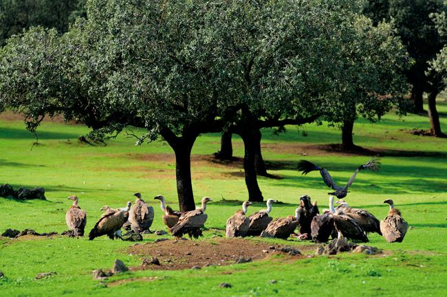 Dos buitres negros, a la derecha del grupo, junto a varios ejemplares de buitre leonado en una dehesa, hábitat que resulta propicio para que las aves carroñeras encuentren alimento (foto: Juan Pablo Prieto).