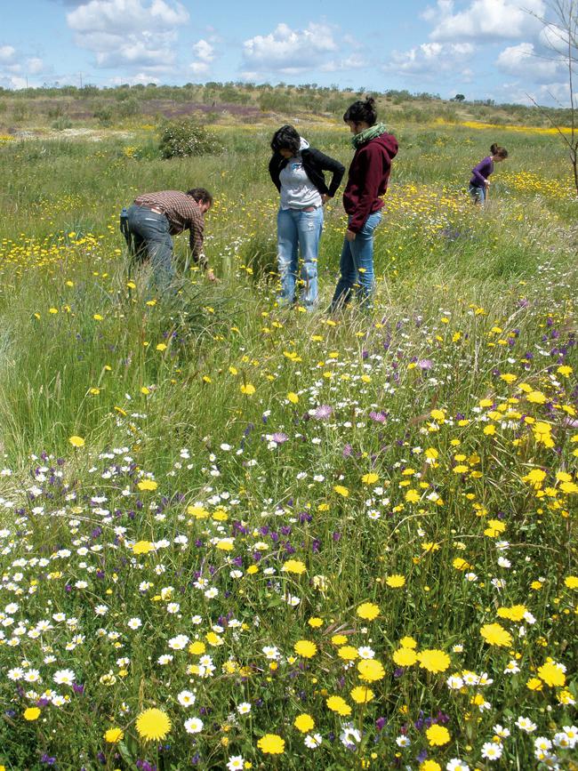 Reforestación con planta autóctona en un entorno mediterráneo (foto: María Luisa Fernández del Castillo).