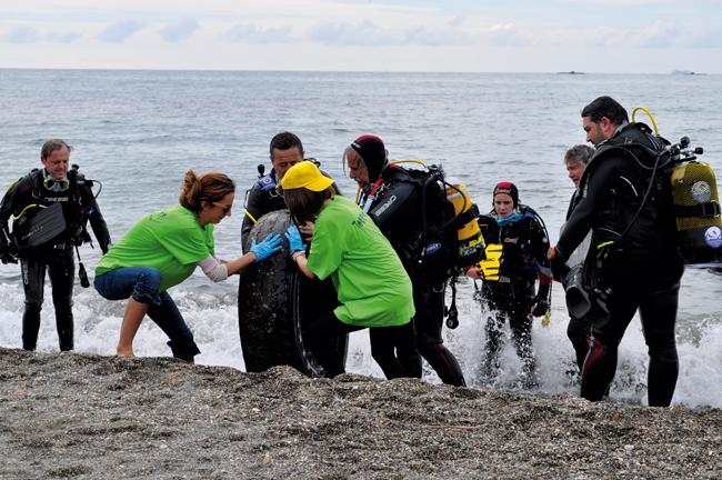 Buceadores y voluntarios extraen un gran neumático en Torre del Mar (Málaga) durante la Gran Limpieza Nacional de Fondos Marinos (foto: Nuria Castaño).