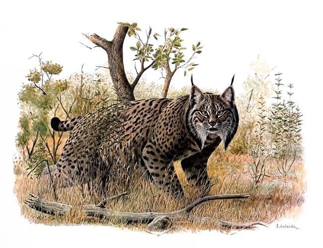 Lince ibérico al acecho en un bosque mediterráneo (autor: Josechu Lalanda).