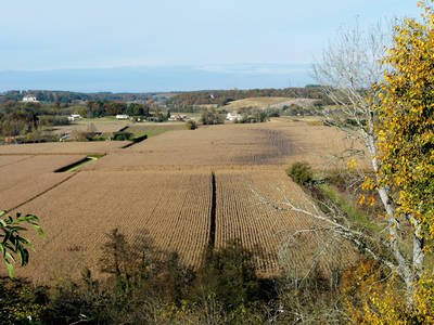 Cultivo de maíz en el valle de Dropt, en Monségur (Francia). La agricultura intensiva es uno de los principales lastres para la recuperación de la biodiversidad europea. Foto: Père Igor / Wikicommons.