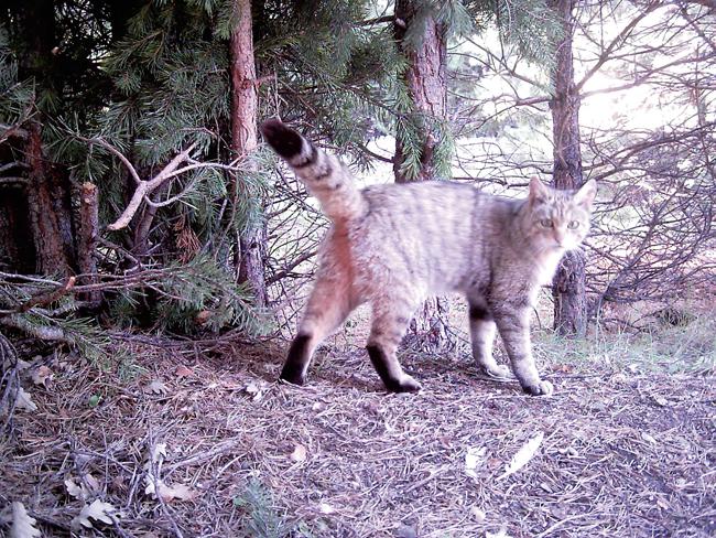 Hembra adulta de gato montés puro, en una imagen de fototrampeo realizada en Sierra Nevada (Granada).