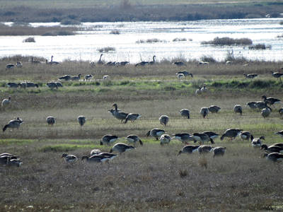 Grupo de ánsares comunes invernantes. Estas aves migradoras han sido objeto de cacerías en el entorno de uno de sus principales refugios ibéricos, las lagunas palentinas de La Nava y Boada (foto: Ángel Hernández).