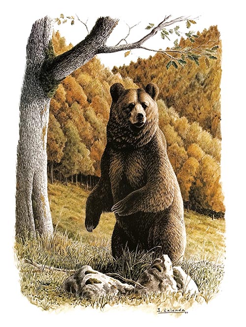 Arriba, dibujo de Josechu Lalanda que muestra un oso pardo alzado sobre sus patas traseras. 
